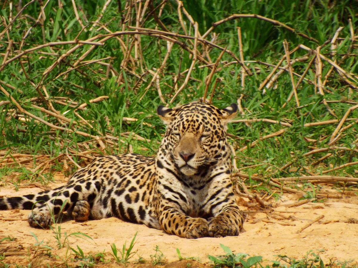 Pousada Reserva Ecologica Jaguar Поконе Экстерьер фото