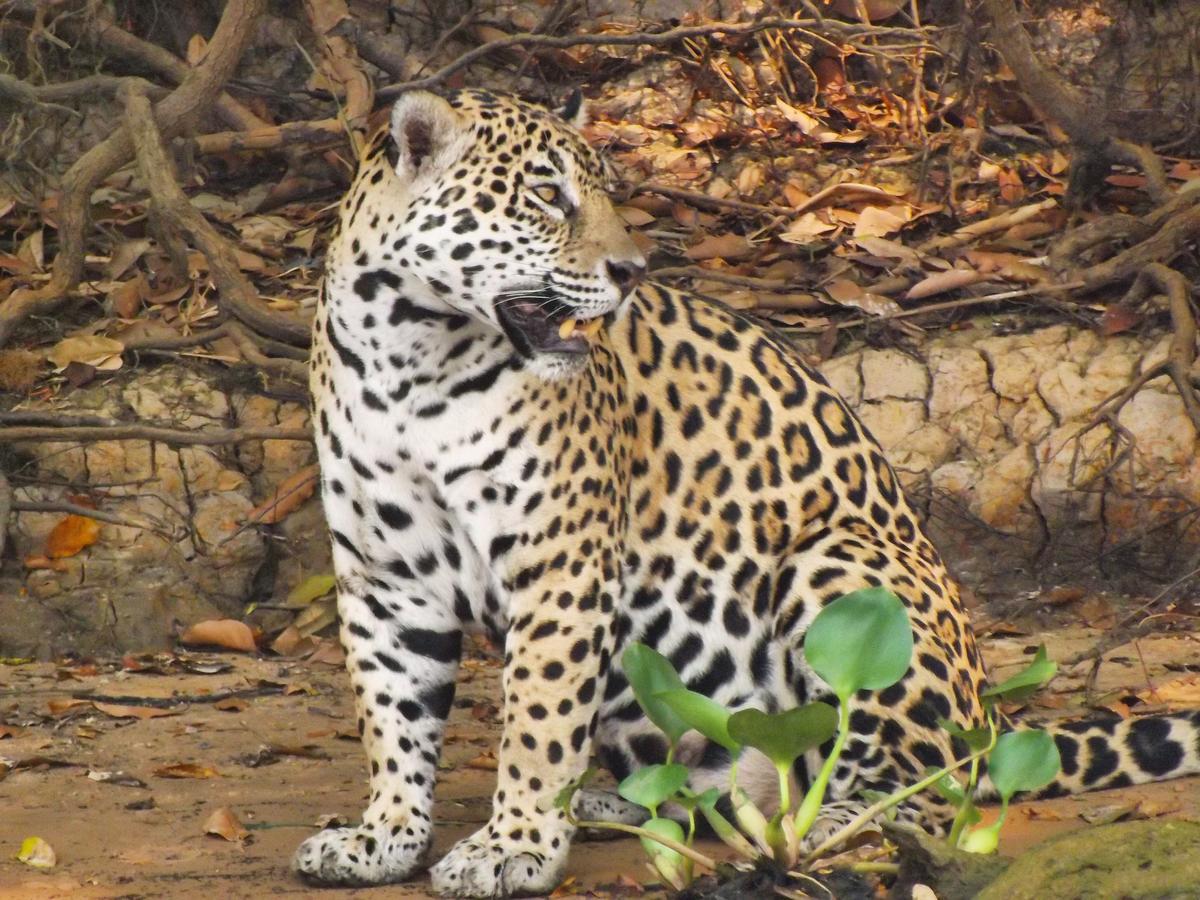Pousada Reserva Ecologica Jaguar Поконе Экстерьер фото